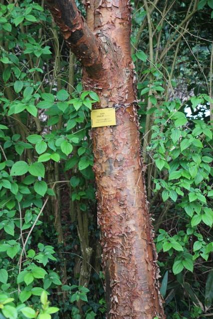 Photo of Paperbark Maple (Acer griseum) uploaded by RuuddeBlock