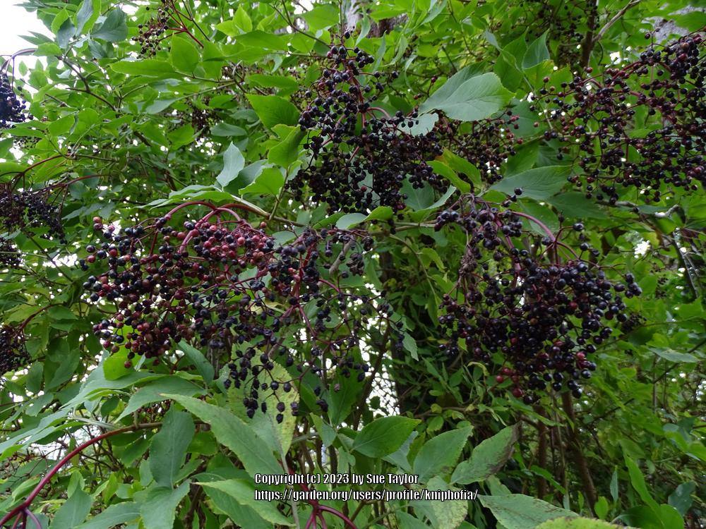 Photo of Elderberry (Sambucus nigra) uploaded by kniphofia
