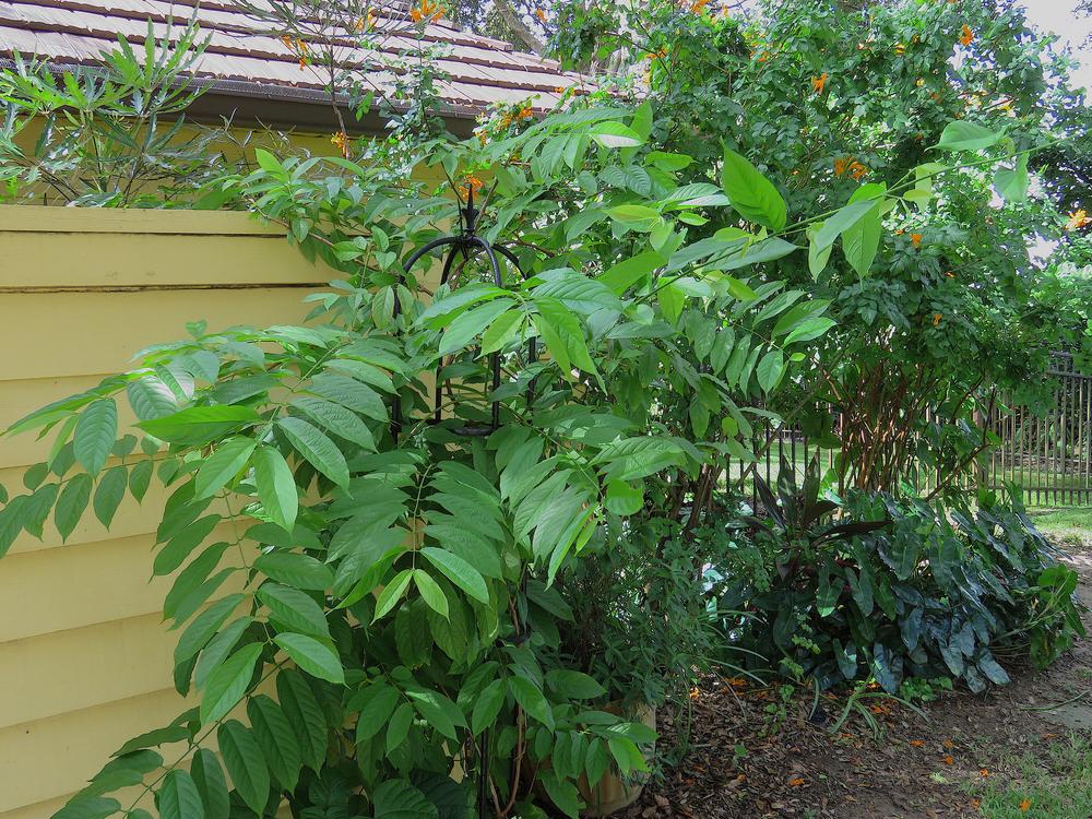 Photo of Rangoon Creeper (Combretum indicum) uploaded by plantladylin