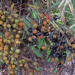 Location: Sebastian,  Florida
Date: 2023-09-29
Different stages of ripening fruit.