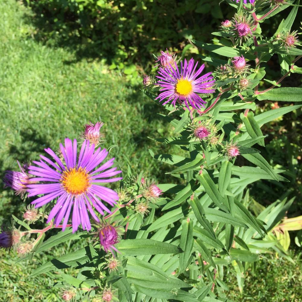 Photo of New England Aster (Symphyotrichum novae-angliae) uploaded by 99south