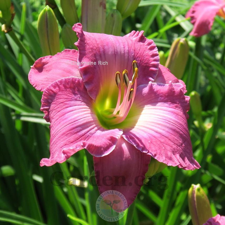 Photo of Daylily (Hemerocallis 'Dimes in the Jukebox') uploaded by Char