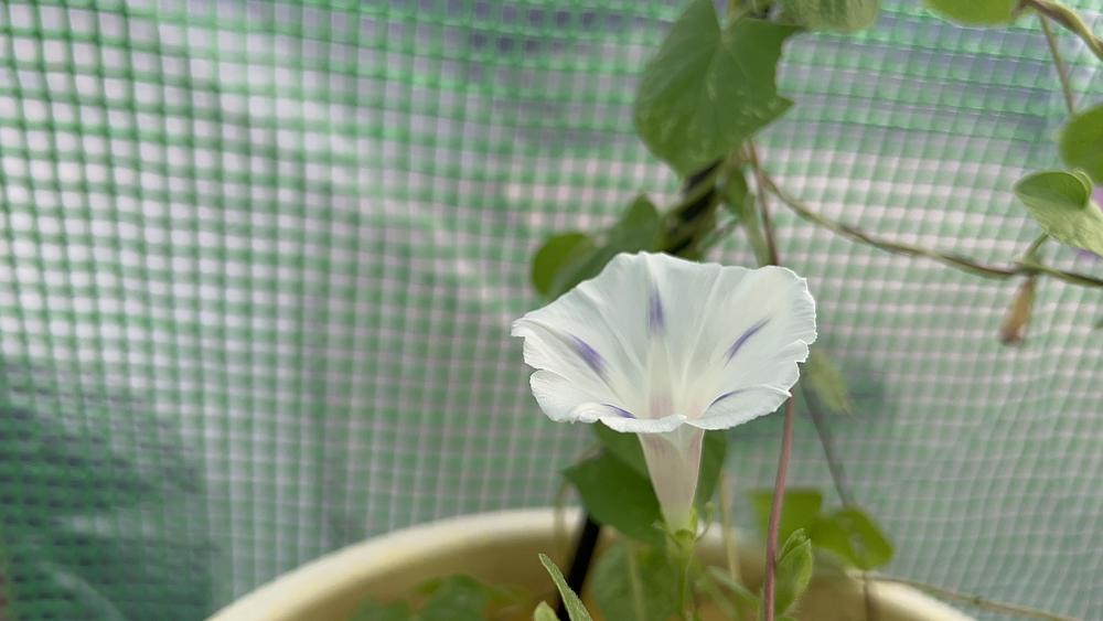 Photo of Tall Morning Glory (Ipomoea purpurea 'Milky Way') uploaded by fruitoverdose