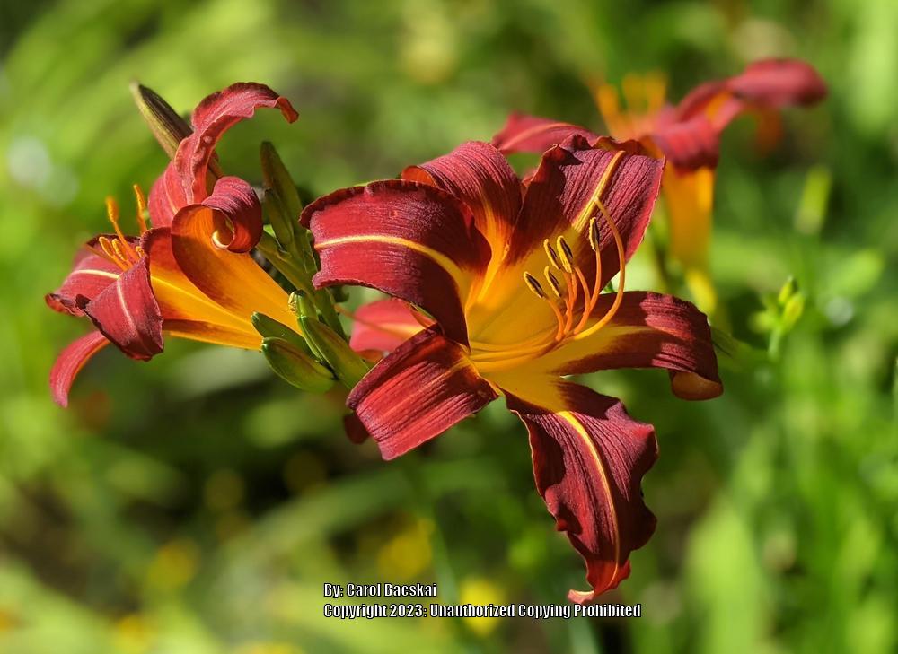 Photo of Daylily (Hemerocallis 'Autumn Red') uploaded by Artsee1