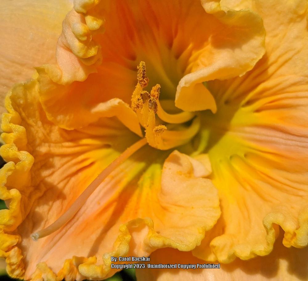 Photo of Daylily (Hemerocallis 'Pleated Pumpkin') uploaded by Artsee1