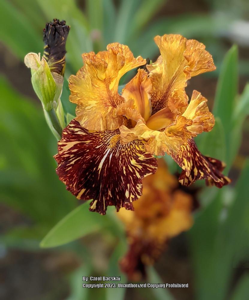 Photo of Tall Bearded Iris (Iris 'Spiced Tiger') uploaded by Artsee1