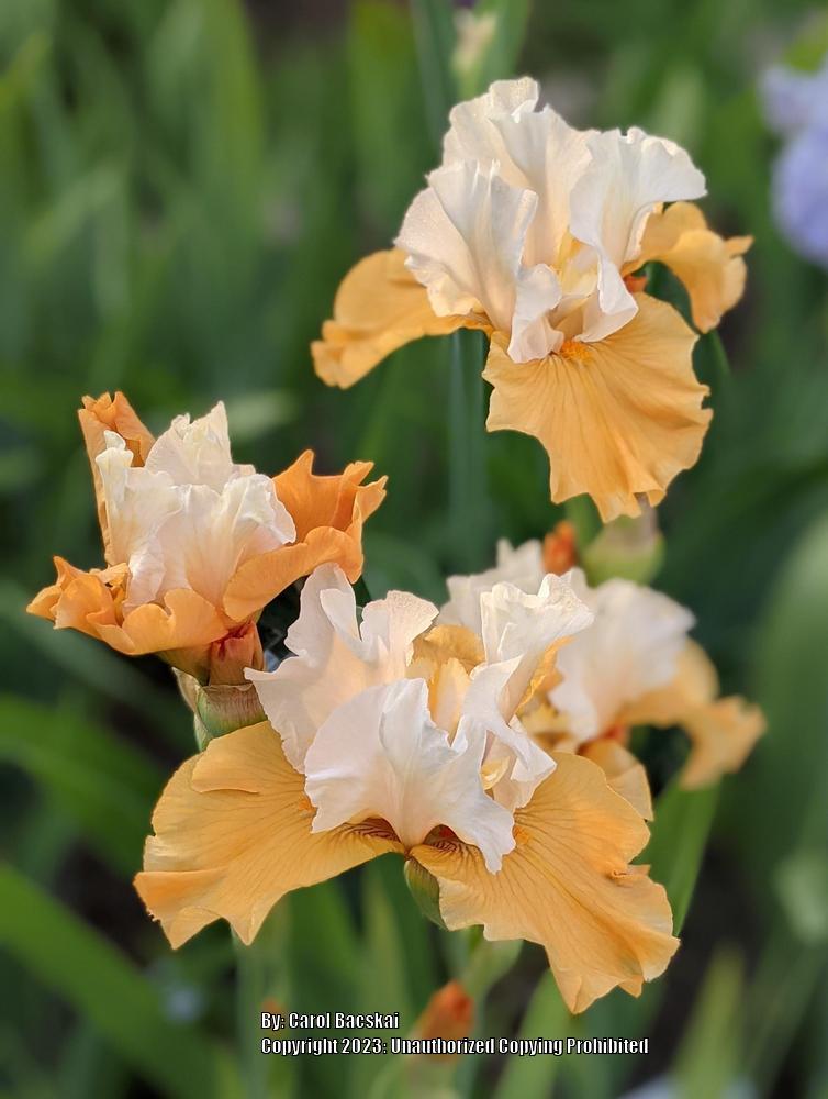 Photo of Tall Bearded Iris (Iris 'Pumpkin Cheesecake') uploaded by Artsee1