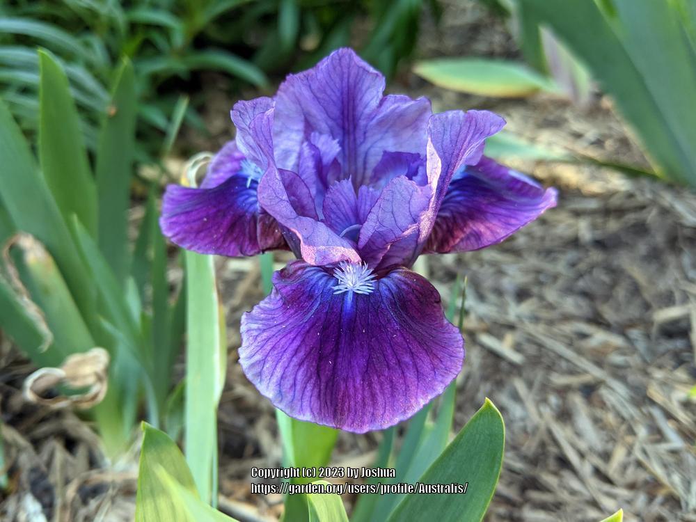 Photo of Standard Dwarf Bearded Iris (Iris 'Plum Twist') uploaded by Australis