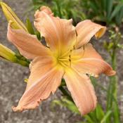 Daylily ‘Chin Whiskers’