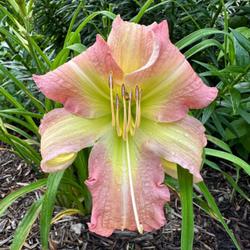 Location: Delaware
Date: 2023-06-27
Daylily ‘Summer Wind’