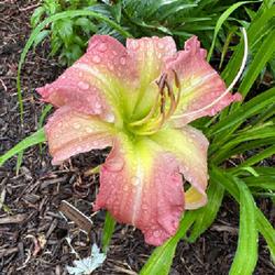 Location: Delaware
Date: 2023-06-21
Daylily ‘Summer Wind’