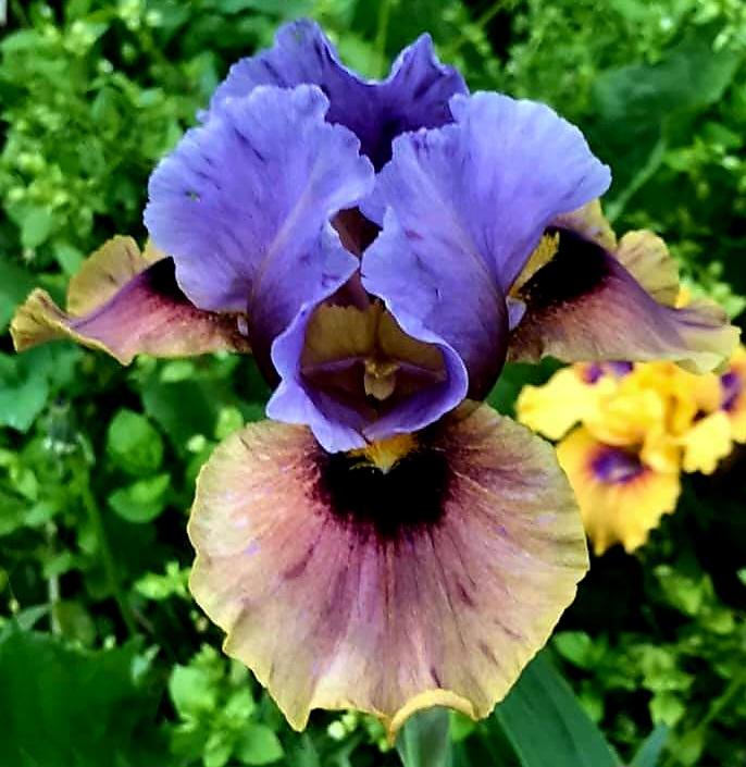 Photo of Arilbred Iris (Iris 'Eye to Eye') uploaded by gwhizz