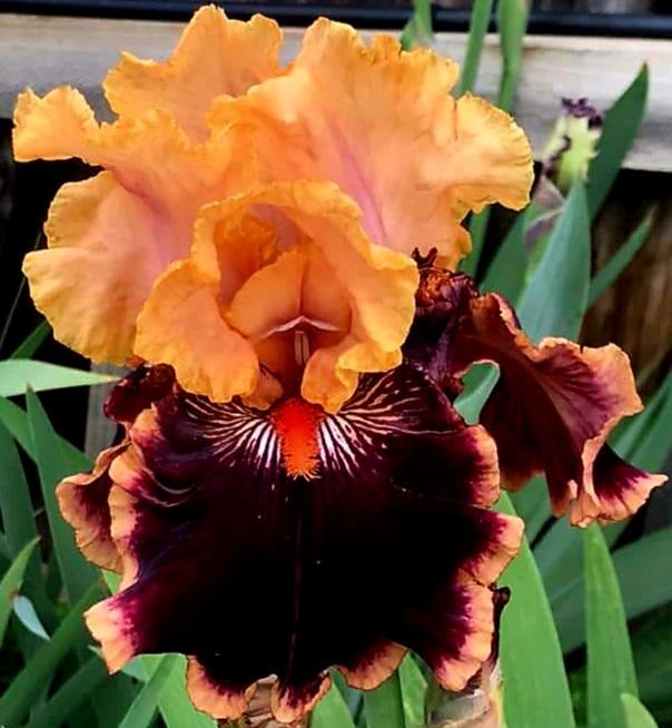 Photo of Tall Bearded Iris (Iris 'Glamour Pants') uploaded by gwhizz