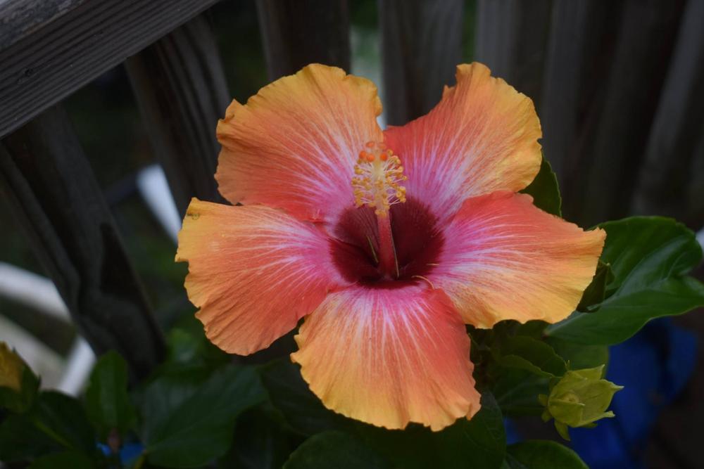 Photo of Tropical Hibiscus (Hibiscus rosa-sinensis 'Cosmic Dancer') uploaded by pixie62560