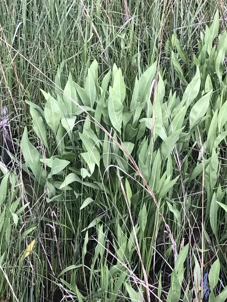Photo of Lanceleaf Arrowhead (Sagittaria lancifolia) uploaded by sedumzz