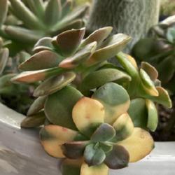 Location: My garden in Tampa, Florida
Date: 2023-10-01
Echeveria chroma variegation is not stable. Usually will revert b