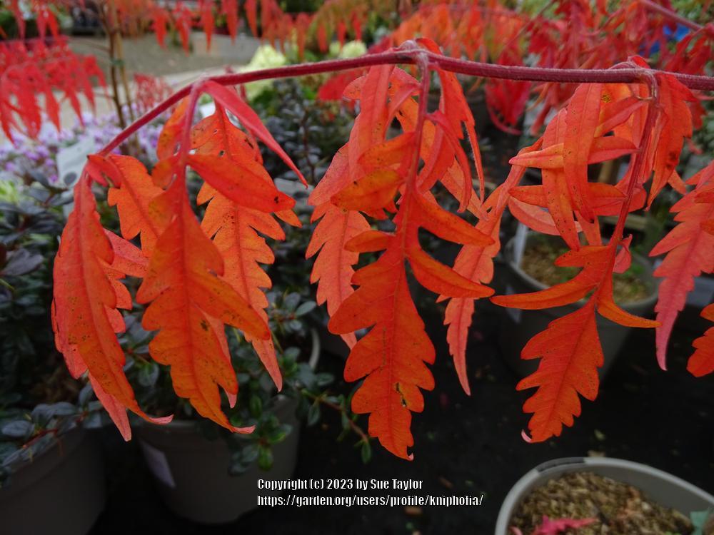 Photo of Staghorn Sumac (Rhus typhina Tiger Eyes®) uploaded by kniphofia