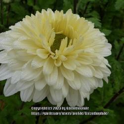 Location: Halls of Heddon nursery, Northumberland, England UK 
Date: 2023-10-02
Chrysanthemum 'Jan Jones'