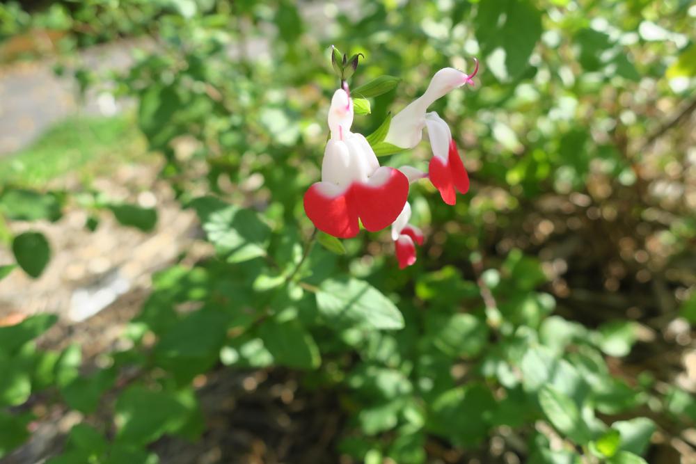 Photo of Blackcurrant Sage (Salvia microphylla 'Hot Lips') uploaded by 2Dogsmother