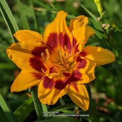 Location: Photo by Carol Bacskai; zone 5b, Yorkville, IL
Date: 2023-07-11
There are 2 daylilies in the photo