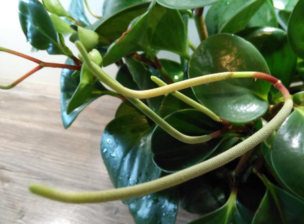 Photo of Baby Rubber Plant (Peperomia obtusifolia) uploaded by Mrs_Hottentot