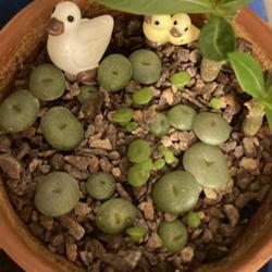 Location: My garden in Tampa, Florida
Date: 2023-10-04
More baby Lithops sprouting… it seems like rain water can help 