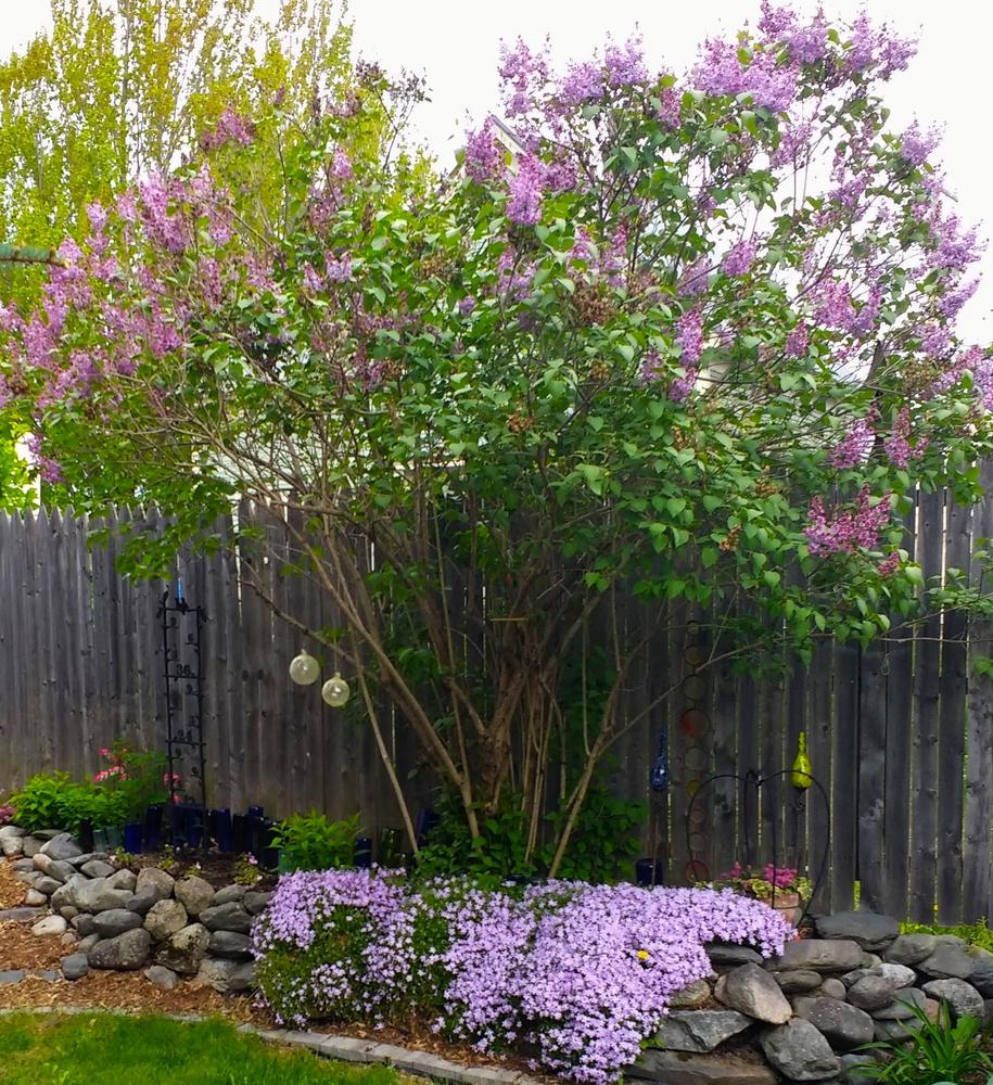 Photo of Common Lilac (Syringa vulgaris) uploaded by TheMainer