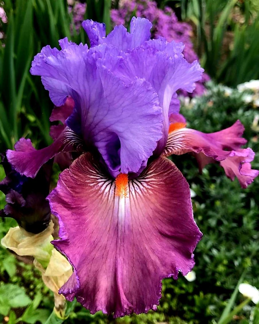Photo of Tall Bearded Iris (Iris 'Sudden Bliss') uploaded by gwhizz
