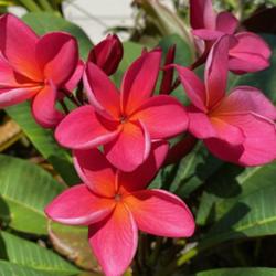 Location: My garden in Tampa, Florida
Date: 2023-10-06
Bloom of my seedgrown plumeria. Pod parent is Maui’s Beauty.