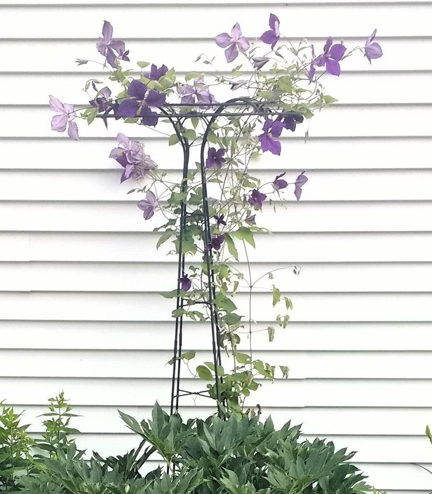 Photo of Clematis 'Jackmanii Superba' uploaded by TheMainer