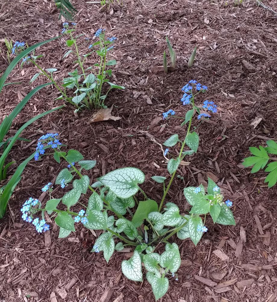 Photo of Silver Siberian bugloss (Brunnera macrophylla 'Jack Frost') uploaded by TheMainer