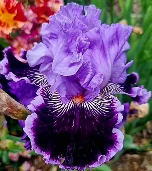Photo of Tall Bearded Iris (Iris 'By Jeeves') uploaded by gwhizz