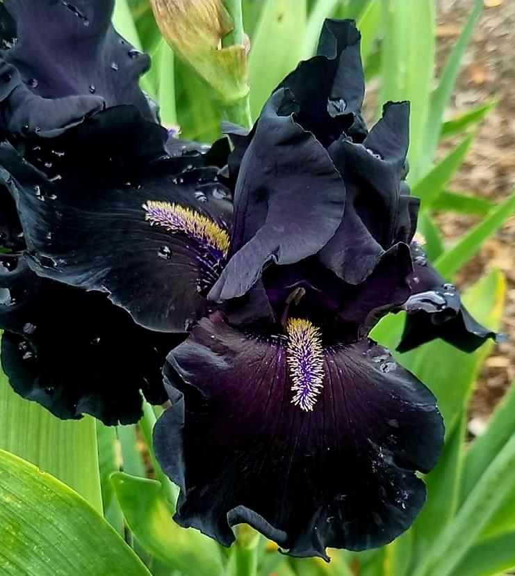 Photo of Tall Bearded Iris (Iris 'Here Comes the Night') uploaded by gwhizz
