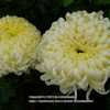 Chrysanthemum 'John Hughes'