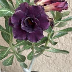 Location: My garden in Tampa, Florida
Date: 2023-10-07
My grafted desert rose, the purple color is more stable on this o