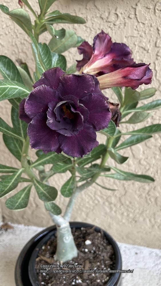 Photo of Desert Rose (Adenium obesum 'Midnight') uploaded by GigiAdeniumPlumeria