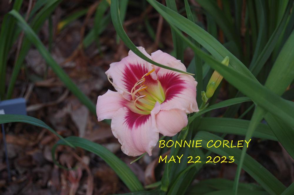 Photo of Daylily (Hemerocallis 'Bonnie Corley') uploaded by alma47