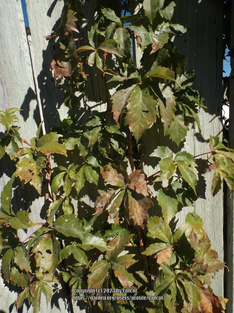 Photo of Virginia Creeper (Parthenocissus quinquefolia) uploaded by colcol