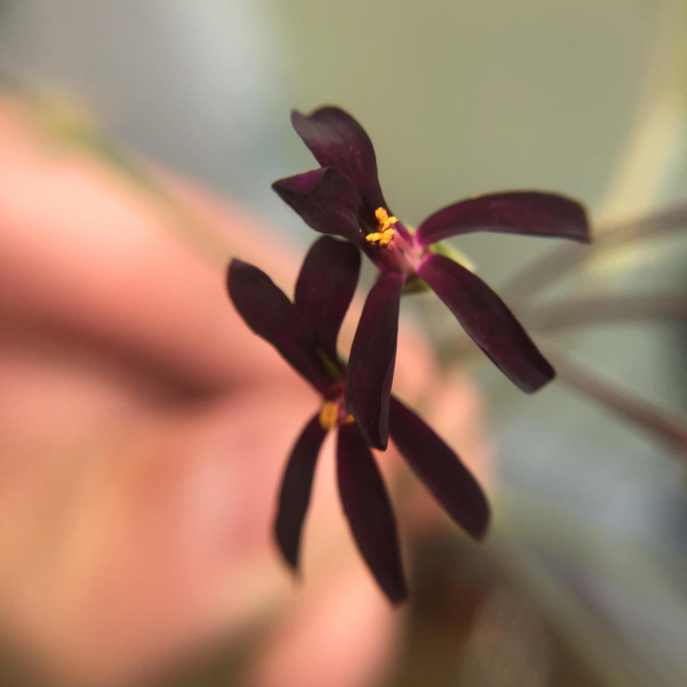 Photo of South African Geranium (Pelargonium sidoides) uploaded by sedumzz