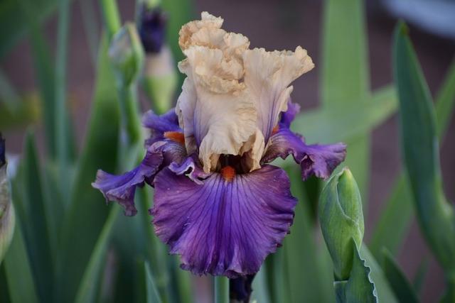 Photo of Tall Bearded Iris (Iris 'Air of Mystery') uploaded by TullyveaIrisFarm