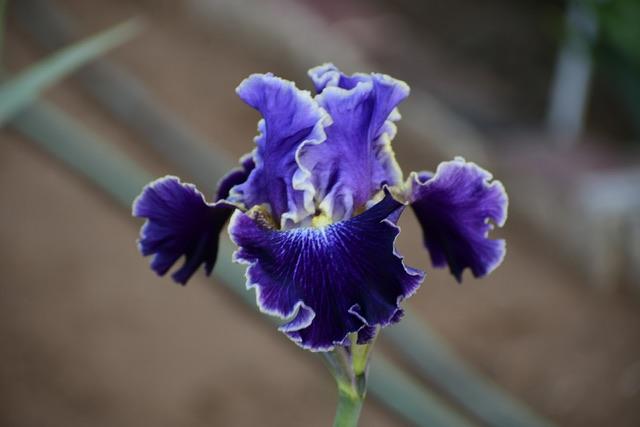 Photo of Tall Bearded Iris (Iris 'Belle Fille') uploaded by TullyveaIrisFarm