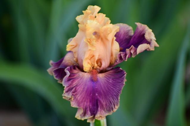 Photo of Tall Bearded Iris (Iris 'Taffeta Tantrum') uploaded by TullyveaIrisFarm