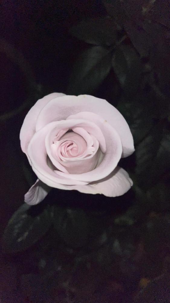 Photo of Rose (Rosa 'Lagerfeld') uploaded by JasonL451