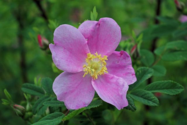 Photo of Wild Prairie Rose (Rosa arkansana) uploaded by RuuddeBlock