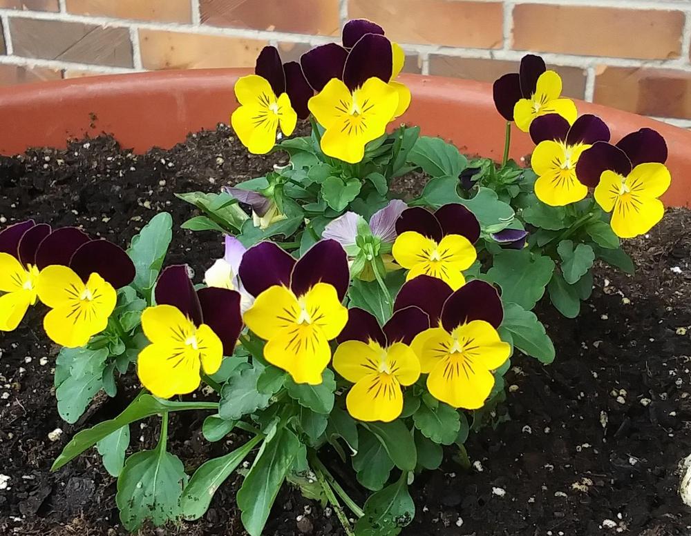 Photo of Johnny Jump-Up (Viola tricolor) uploaded by TomatoNut95
