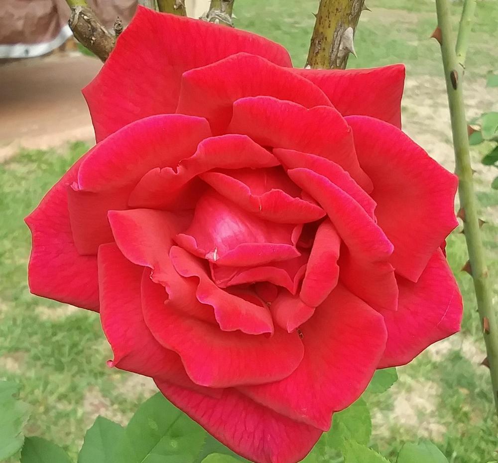 Photo of Hybrid Tea Rose (Rosa 'Mister Lincoln') uploaded by TomatoNut95
