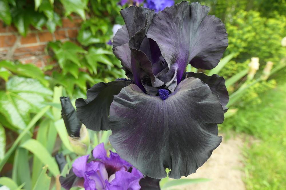 Photo of Tall Bearded Iris (Iris 'Black Suited') uploaded by Caruso