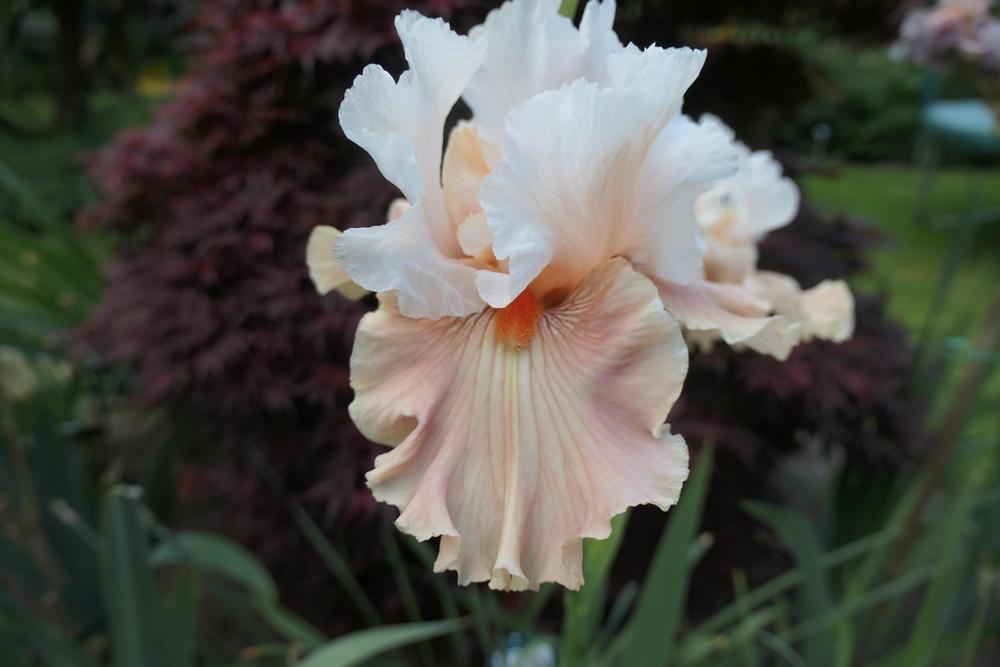 Photo of Tall Bearded Iris (Iris 'Bashful Princess') uploaded by Caruso