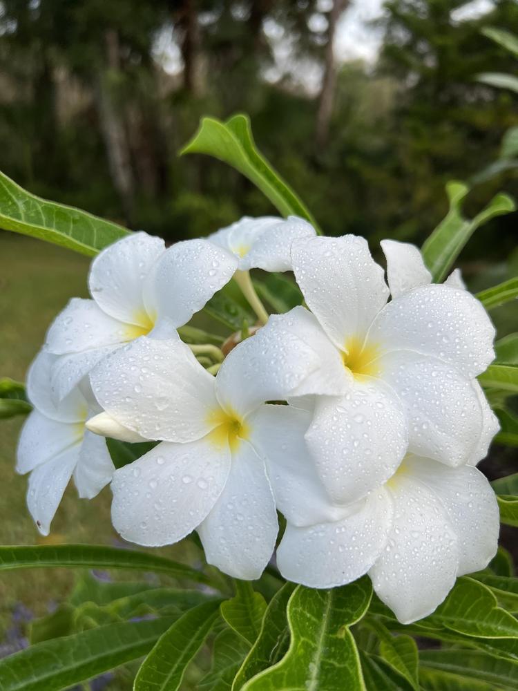 Photo of Bridal Bouquet (Plumeria pudica) uploaded by Floridian