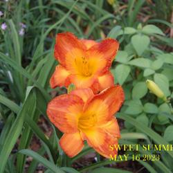Location: my garden/ 8b Louisiana
Date: 2023-05-16
